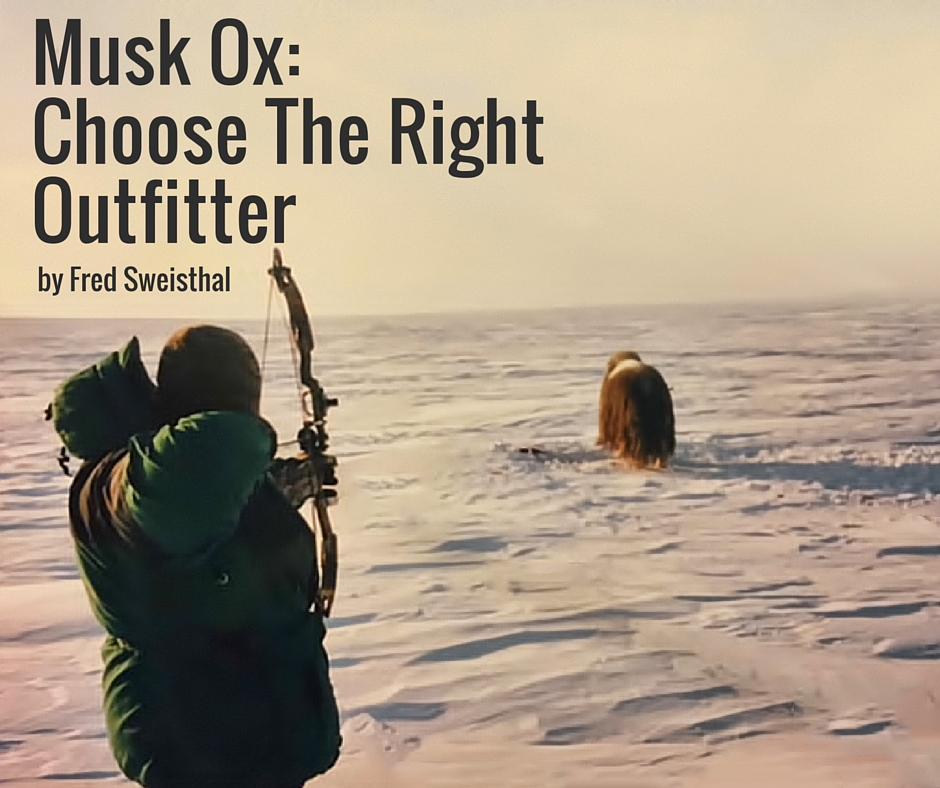 QFD-musk-ox-choose-the-right-outfitter.jpg