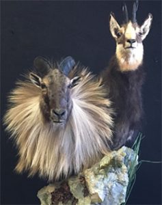 Terry Hillger of Trophy Taxidermy