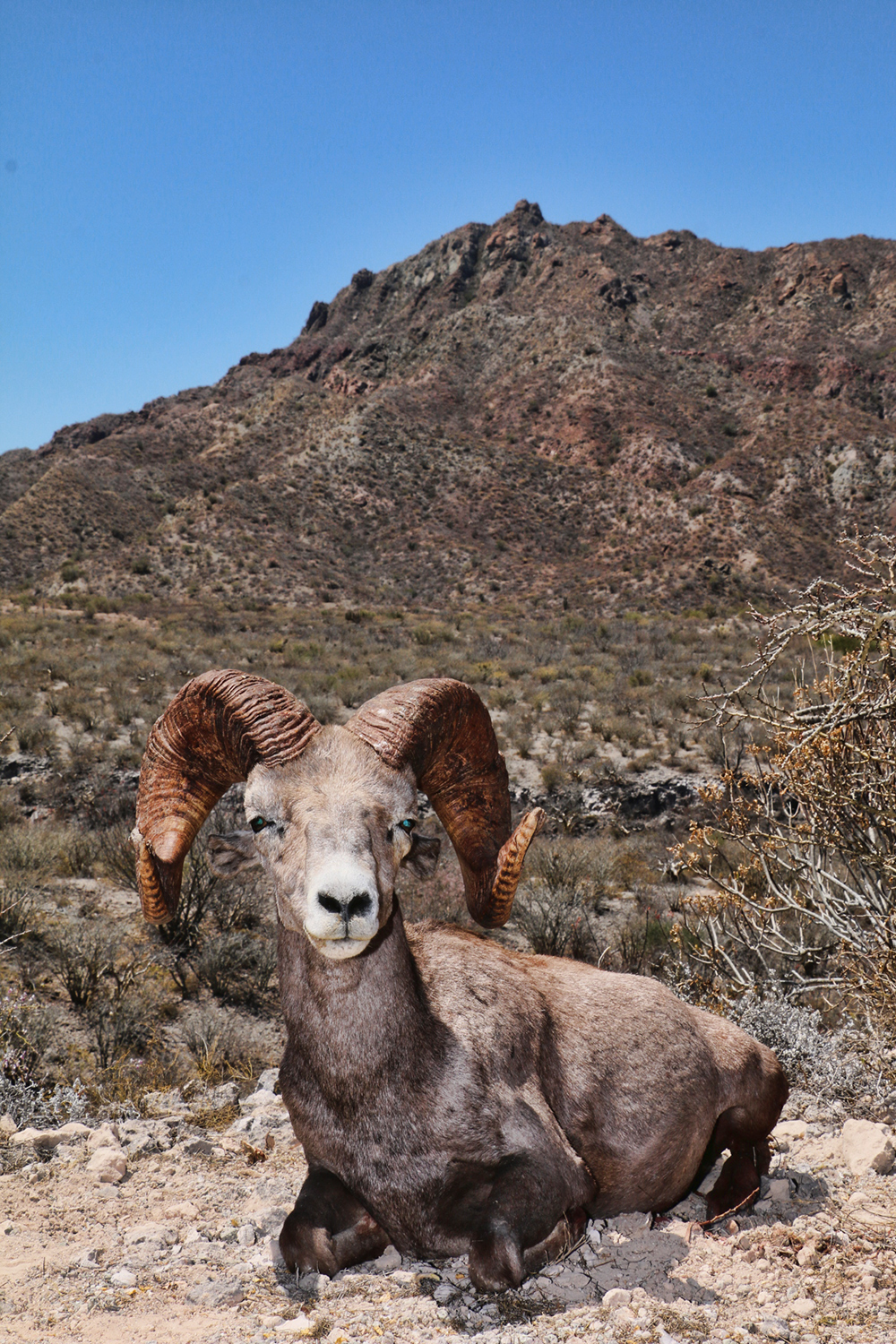 Fred's Desert Big Horn Sheep