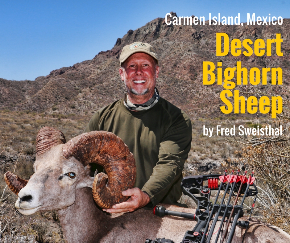 Desert Bighorn Sheep: Carmen Island, Mexico | by Fred Sweisthal
