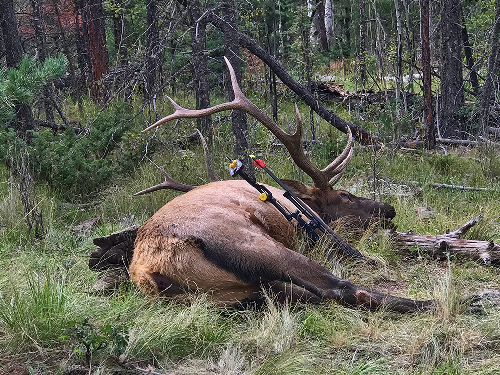 QFD-fred-sweisthal-rocky-mountain-elk-located