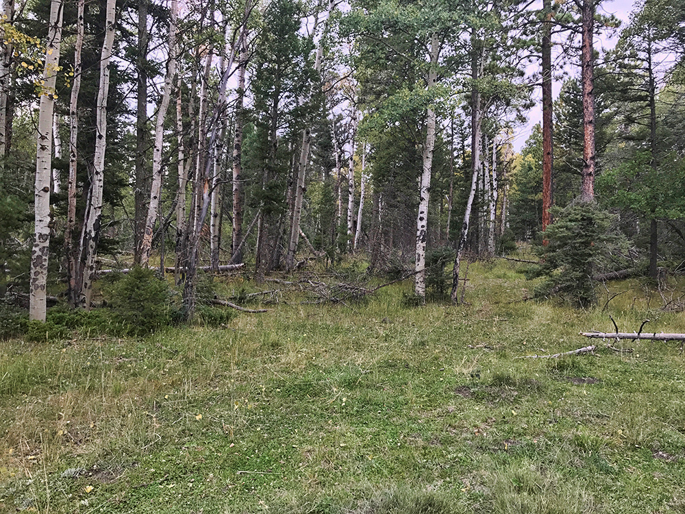 Debris and trees where Elk was found