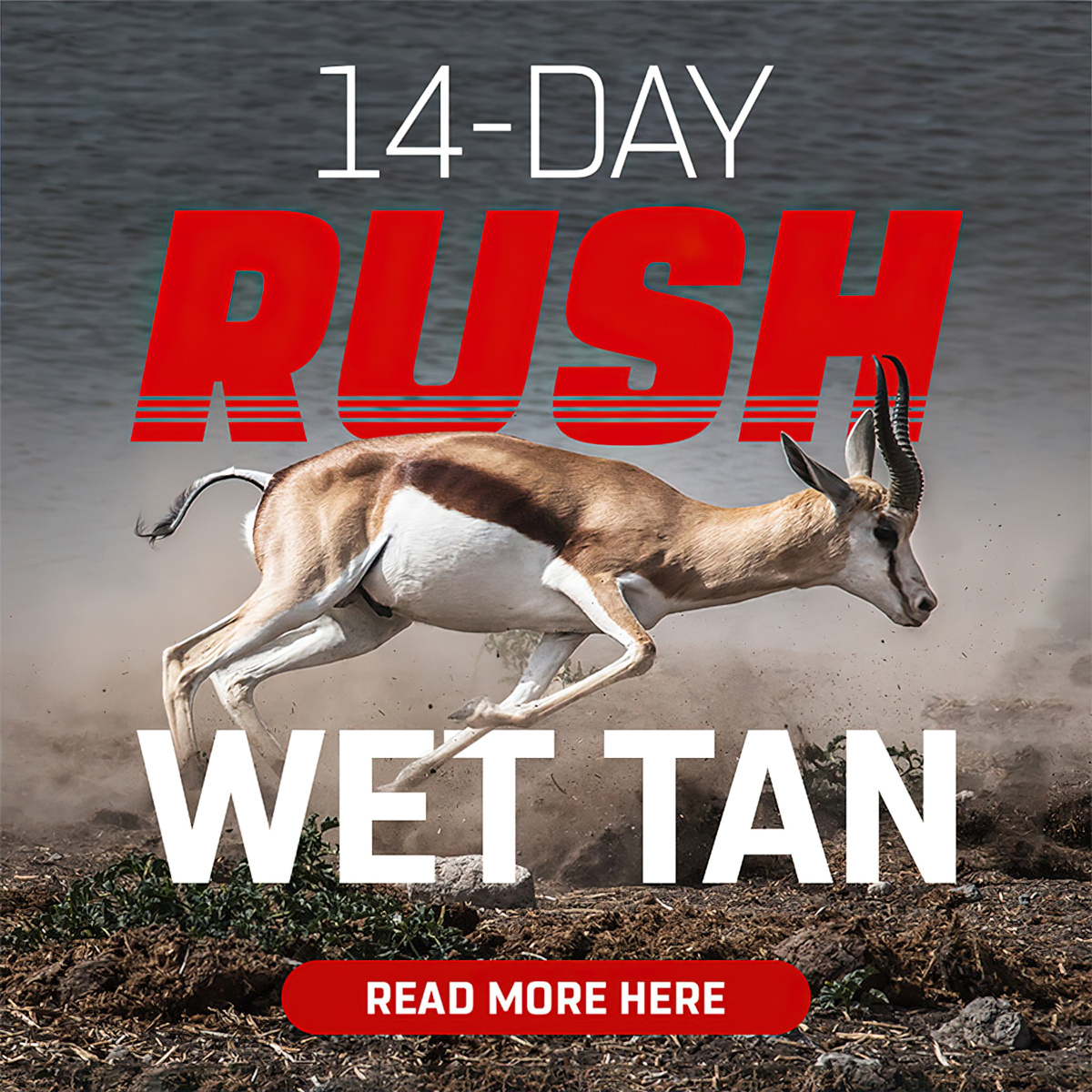 Quality Fur Dressing - 14 Day Rush Wet Tan