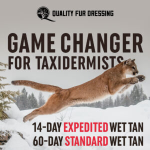 A Game Changer for Taxidermists: 14-Day and 60-Day Wet Tan Service - Quality Fur Dressing