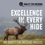 Excellence in Every Hide: The Quality Fur Dressing Process