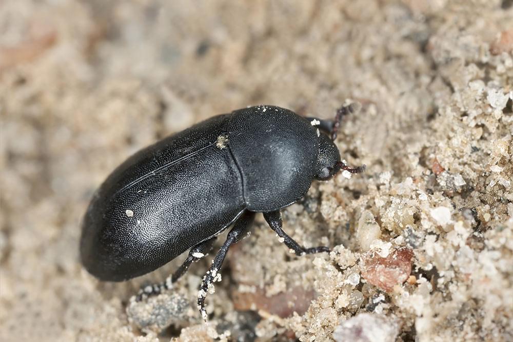 QFD-dermestid-beetle-2