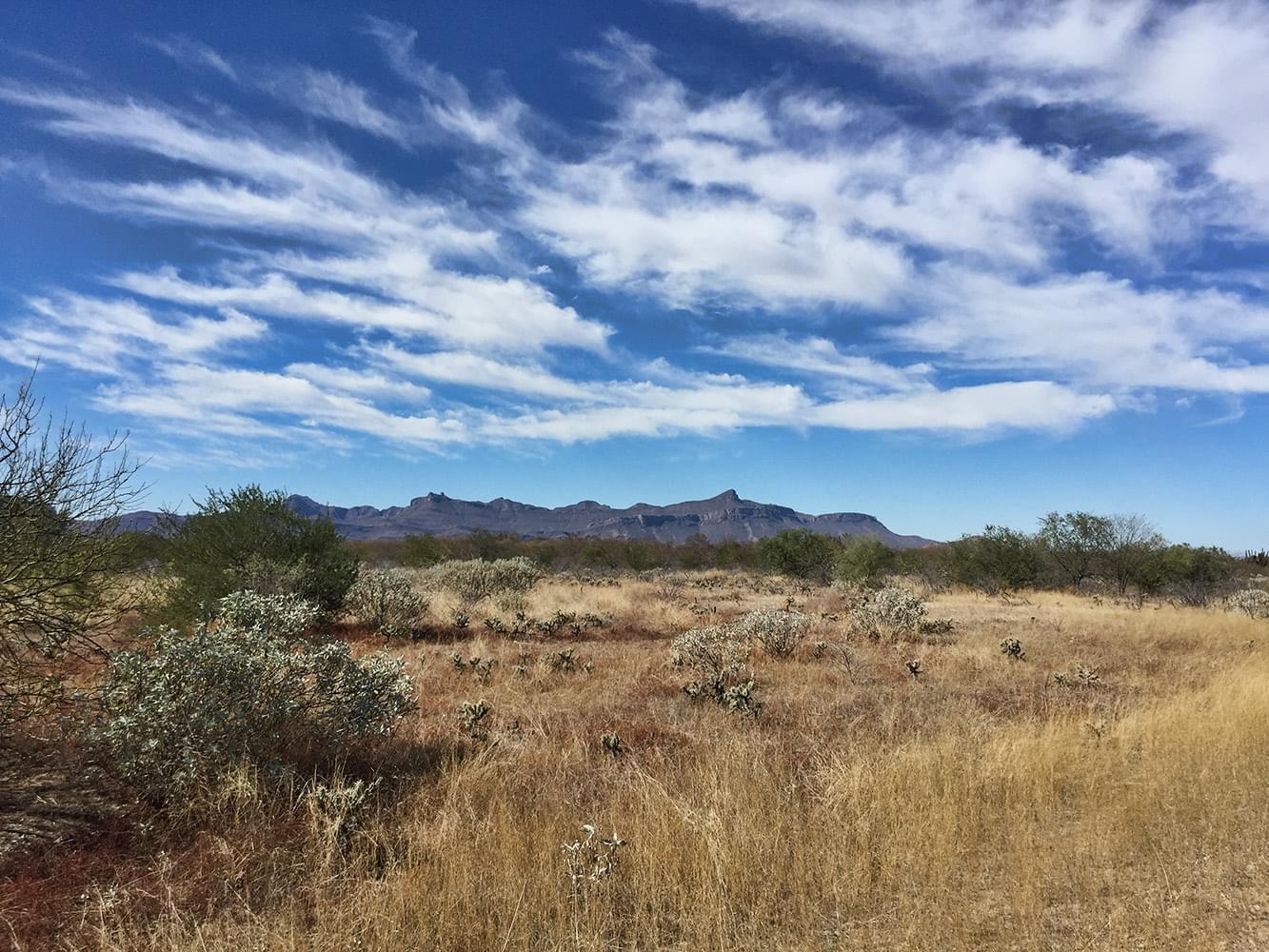 A Bowhunter's Paradise: Coues Deer Hunt | by Fred Sweisthal