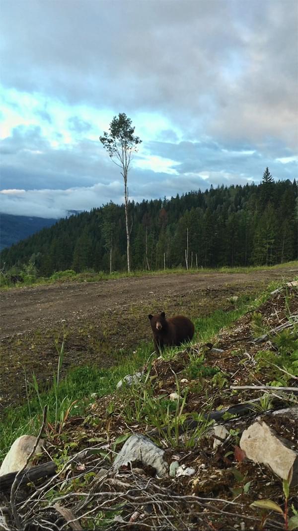 Canadian Black Bear | by Fred Sweisthal