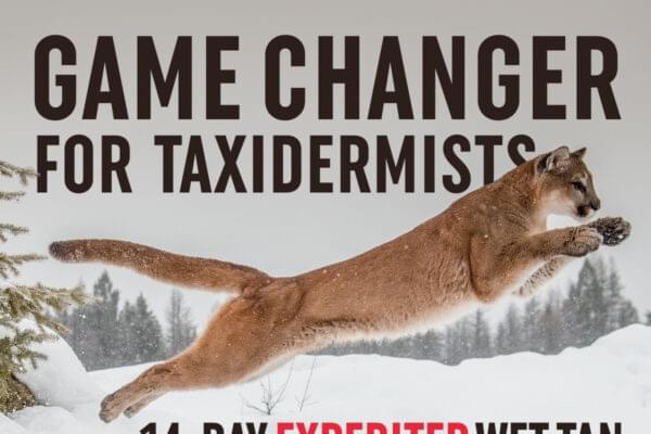 A Game Changer for Taxidermists: 14-Day and 60-Day Wet Tan Service - Quality Fur Dressing
